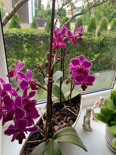 The image shows a potted orchid plant with vibrant purple flowers and green leaves, positioned on a windowsill. Outside the window, a lush green hedge and several manicured evergreen trees are visible, suggesting an outdoor environment. Two small, light-colored figurines of people are placed on the windowsill next to the orchid. The scene appears to be an indoor setting with a view of a garden or park. The location is identified as Gargždai, Lithuania.
