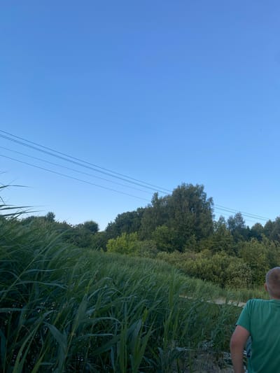 The image shows a bright, clear blue sky with a few power lines stretching across it. To the right of the sky is a dense line of lush green trees. In the foreground, tall green reeds or grasses are abundant, obscuring much of the ground. A person, wearing a green t-shirt, is partially visible on the right side of the frame, their back and shoulder turned to the camera. They appear to be looking out towards the reeds and trees, possibly engaged in an outdoor activity. The sunlight suggests it is daytime, and the clear sky indicates fair weather. The presence of reeds and trees hints at a natural setting, likely near a body of water or a marshy area. The overall mood is peaceful and serene. No visible text is present in the image.