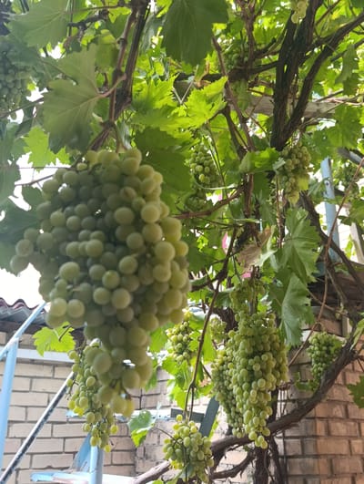 In Ashgabat, Turkmenistan, a close-up shot captures a cluster of green grapes hanging from a vine. The grapes are a pale green color, with some appearing more yellow, and are clustered densely on their stems. The vine has thick, brown branches and large, green leaves. In the background, a light brick wall is visible, with a blue metal railing and a section of a tiled roof. The overall scene suggests a home garden or a balcony setting.