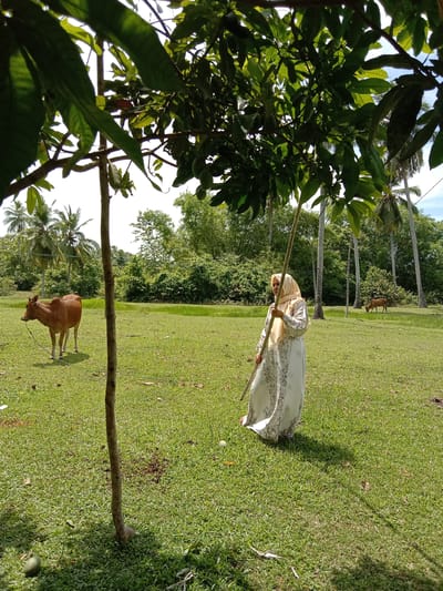 A woman in a long white dress and a light yellow headscarf stands in a grassy field in Blangkarieng, Indonesia. She holds a long wooden pole, possibly for knocking down fruit from the tree above her. A brown cow stands in the background, tied to a tree, while another cow grazes further away. The scene is filled with trees and vegetation, indicating a rural or agricultural setting.