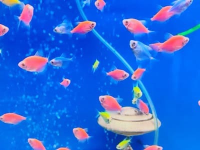The image depicts an aquarium filled with a school of small, brightly colored fish, primarily neon pink and electric blue, against a vibrant blue background. Some fish appear to be glowing, suggesting they are bioluminescent or genetically modified. A decorative element, possibly a shell or a miniature underwater structure, is partially visible in the lower right quadrant. The water is clear, with small bubbles or particles scattered throughout, indicating an active aquatic environment. There are no people present in the image. The scene is set within an aquarium, and the location of Novosamarka, Ukraine, is not visually represented or discernible from the image content.