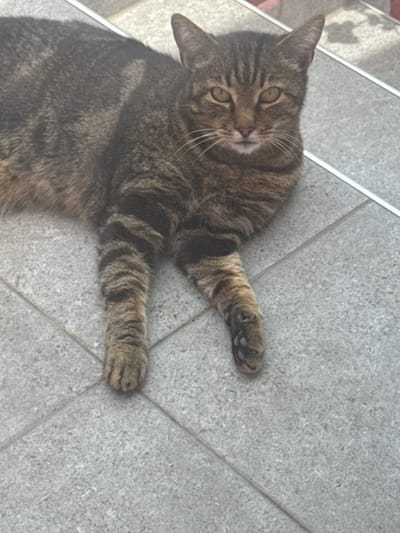 A tabby cat is lying on gray, tiled ground outdoors. The cat is facing the camera, with its body angled to the left and its head turned to look directly at the viewer. Its paws are visible, with the front paws splayed out. The background consists of more gray tiles and what appears to be a red and white striped structure to the top right of the image. The scene is likely a public area in Subotica, Serbia, possibly a patio or walkway.