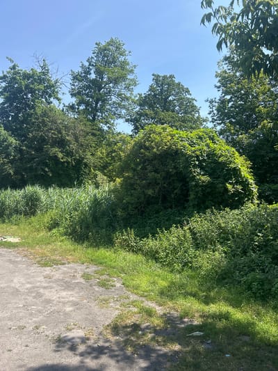 The image depicts a sunlit outdoor scene with dense green foliage and a dirt path in the foreground. Tall, leafy trees form a canopy against a clear blue sky. In the midground, a large mound of overgrown green vegetation, possibly a bush or tree, is covered in creeping vines. To the left, a thick growth of tall, reedy grass stands prominently. The path in the foreground is made of greyish dirt and gravel, with sparse patches of green grass growing along its edges. Some litter is visible on the ground, including white and blue plastic pieces. The overall impression is one of an untamed, natural environment adjacent to a rudimentary pathway, likely within a park or undeveloped area of Konstancin-Jeziorna, Poland.