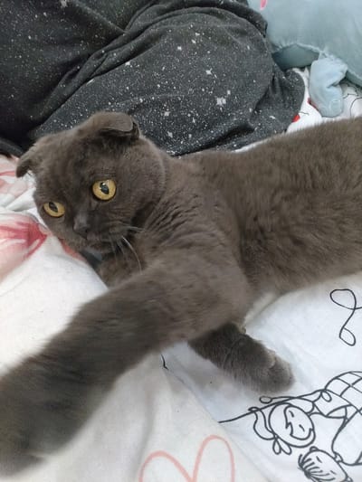A grey Scottish Fold cat lies on a bed with white sheets. The cat has yellow eyes and is looking towards the left. The cat's right paw is extended forward. The background consists of a dark grey blanket with white speckles and a light blue stuffed animal. The sheets have a floral pattern and drawings of people. The scene is indoors, likely a bedroom.