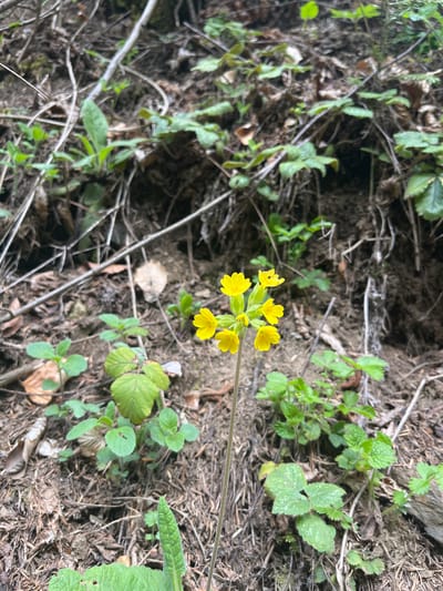 The image shows a patch of ground in Drianovo, Bulgaria, covered in soil, dead twigs, and various plants. The focal point is a cluster of small, yellow flowers on a single stem. Other plants with green leaves are scattered around. The soil appears loose and slightly dry. The scene is outdoors, presumably in a wild or uncultivated area near the city. No people or animals are visible.