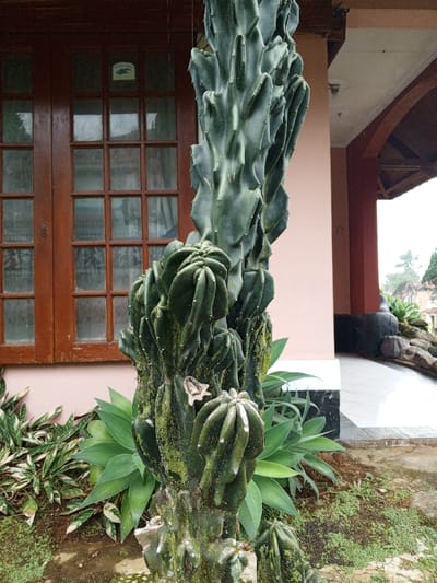 A tall, gnarled cactus stands in a garden bed. It has multiple arms, some with a darker green hue and mossy texture, and one with a dried flower attached. Green-leafed plants surround the base. Behind it, a house facade is visible with a multi-paned window and a covered porch area. The ground is covered in scattered grass and earth.