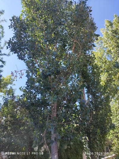 In Urgench, Uzbekistan, a full-frame vertical photograph captures a cluster of trees against a clear blue sky. The foreground is dominated by a large tree with dark green foliage and a textured, greyish-brown trunk. Smaller, bare branches extend from its limbs, some with dried leaves. To the right and behind, another tree with lighter green, dense foliage is visible, its leaves catching the sunlight. To the left, a portion of a coniferous tree with dark green needles can be seen. The lower left corner of the image displays the text "REDMI NOTE 11 PRO 5G", and the lower right corner shows the date "29.06.2026" and time "09:32". The scene appears to be an outdoor urban environment, likely a park or street lined with trees.
