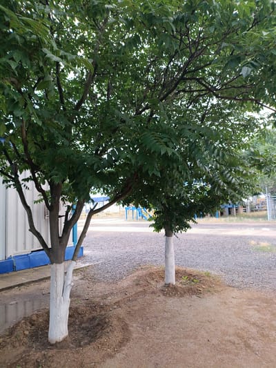 In the city of Unknown, Kazakhstan, two trees stand in a gravel lot, their trunks whitewashed at the base. The tree on the left is larger, with multiple branches reaching towards the sky, its leaves a vibrant green. Behind it, a white portable building with blue trim is visible. The tree on the right is smaller and thinner, its trunk also partially covered in white paint. In the background, industrial structures with blue accents and a chain-link fence suggest an industrial or commercial area. The ground is covered in a mixture of gravel and dirt, with some puddles indicating recent rain. The sky is overcast, casting a diffused light over the scene.