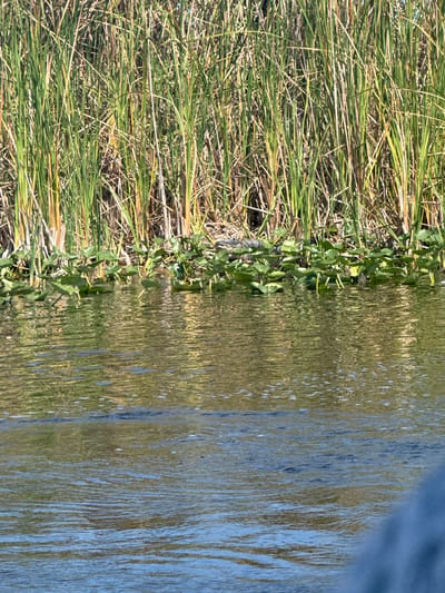 The image depicts a waterway scene, likely a canal or a small lake, adjacent to a bank covered with vegetation. The water's surface shows ripples and reflections of the sky and surrounding vegetation, suggesting a light breeze. The left side of the image features tall, yellowing grasses intermixed with green leafy plants, which form a dense border between the water and the land. The top right corner has a strip of blue, potentially indicating the sky. The location is Weston, Florida, United States.
