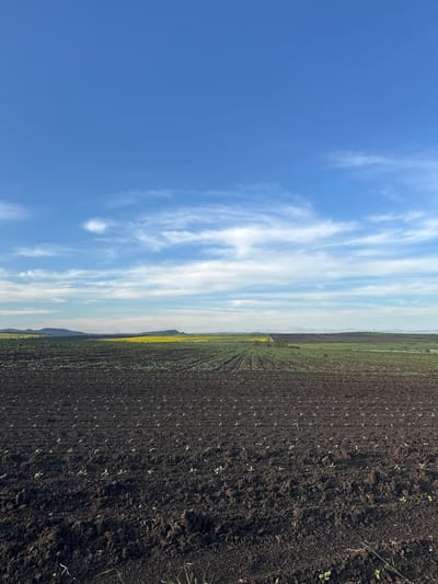 The image depicts a field in Jitnitsa, Bulgaria. The left side of the image shows a clear blue sky with wispy white clouds. The right side shows a cultivated field of dark soil with rows of young plants emerging. In the background, a strip of green vegetation and yellow flowers runs along the horizon. The photograph is rotated 90 degrees counterclockwise.