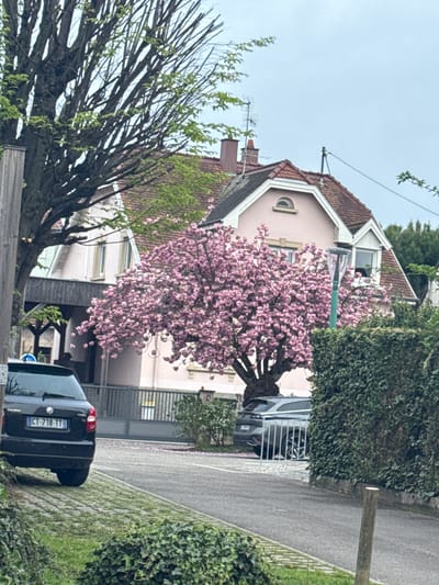 The image captures a street scene in Hoenheim, France. A pink building with a brown roof is visible in the background, partially obscured by a blooming tree with pink blossoms. A black car is parked on the right side of the road, its license plate "CT-718-TT" visible. A gray car is parked behind a metal gate. Green bushes and hedges line the street. A bare tree with sparse leaves is on the left, and a wooden post is present on the right side of the frame. The sky appears overcast.