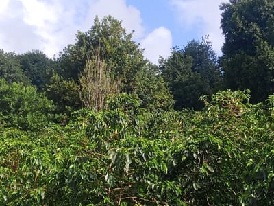 A vibrant, lush landscape fills the frame. The foreground is dominated by a dense canopy of green plants, possibly coffee shrubs, with numerous leaves and small fruits visible. Behind this, a mix of tree types forms a forest backdrop, including a noticeable dead tree with bare branches. The sky, visible through gaps in the trees, is blue with scattered white clouds. The overall impression is one of a natural, cultivated environment with a diversity of plant life.