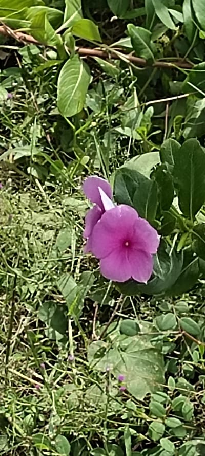 In the city of Luengbaro, Indonesia, a close-up, vertical shot captures a vibrant pink periwinkle flower in full bloom, its petals slightly unfurled and a small, dark stamen visible at its center. The flower is positioned prominently in the foreground, with another partially visible bloom of the same color just behind it. The background is a dense tapestry of green foliage, including large, broad leaves and smaller, more delicate greenery, interspersed with thin, brown stems and grass. The overall impression is of a lush, natural setting, likely a garden or a wild area within Luengbaro.