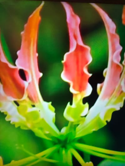 The image is a close-up, slightly blurry photograph of a flame lily (Gloriosa superba). The flower has vibrant, wavy petals that transition from a deep pinkish-red at the tips to a lighter pink and white towards the base. The stamens and pistil are visible in the center, appearing as thin, yellow-green filaments. The background is a soft, out-of-focus green, suggesting foliage. There are no people, specific objects, or clear environmental context that would indicate a location in Çiğli, Turkey, or any other specific city. The image focuses solely on the intricate details of the flower.
