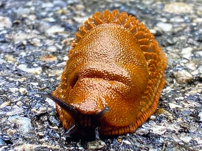 A close-up, low-angle, eye-level shot shows a large, bright orange slug on a rocky, gray surface. The slug is positioned in the center of the frame and is facing the camera. Its body is textured with small bumps and ridges. The front of the slug is darker, with visible tentacles. The background consists of irregular, grayish-white rocks and dark gray soil. The overall lighting is bright, suggesting an outdoor environment, possibly during daytime. The image does not contain any people or visible urban elements, implying it was taken in a natural or semi-natural setting within Purkersdorf, Austria.