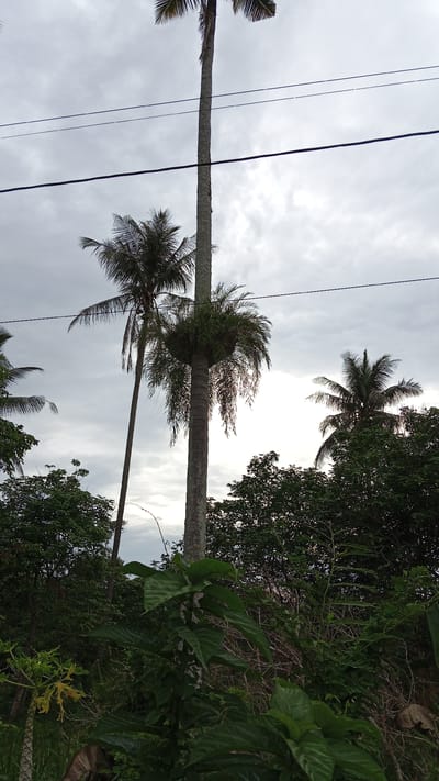 The image depicts a scene in Meunasahuket, Indonesia, characterized by a cloudy sky and a cluster of palm trees. In the foreground, lush green foliage and some dry branches are visible. A tall, thin palm tree stands prominently in the center, with a clump of smaller green plants growing around its upper trunk. To the left of this central palm is another taller, thinner palm tree, its fronds spread out against the sky. To the right, a fuller palm tree with its fronds reaching upwards is partially obscured by the central palm. In the distance, more dense green foliage forms a backdrop. Two dark power lines stretch horizontally across the upper portion of the image. The overall atmosphere is overcast and somewhat dim.