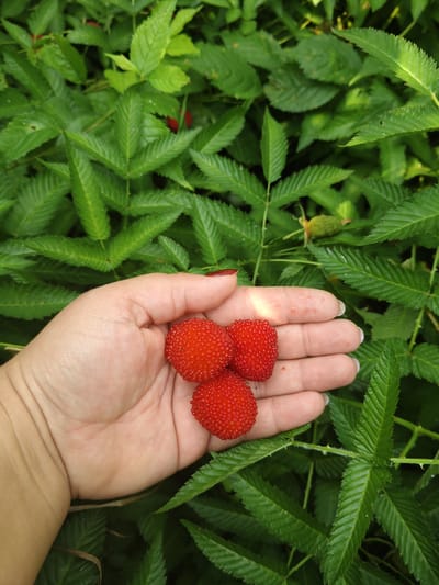 A hand holds three ripe, red, raspberry-like fruits against a backdrop of lush green foliage. The fruits are roughly spherical and have a segmented texture, indicative of drupelets. The hand is fair-skinned with neatly manicured fingernails painted a deep red. The background consists of serrated, dark green leaves with visible veins and some lighter green highlights, suggesting a natural, outdoor environment. The image appears to be taken in Unarokovo, Russia, with the plants likely native to the region. The lighting suggests it is daytime, with sunlight dappling through the leaves.