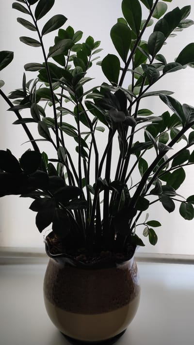 A close-up, vertical, eye-level shot showcases a ZZ plant (Zamioculcas zamiifolia) in a decorative pot. The plant's dark green, glossy leaves and thick stems are prominently displayed against a blurred, bright background, likely a window with diffused light. The pot itself is ceramic with a textured brown upper section and a smooth, beige lower section, with a dark rim. The plant is situated on a white surface, which appears to be a windowsill. No people or animals are present. The scene is indoors, in what could be a residential setting in Snezhinsk, Russia.