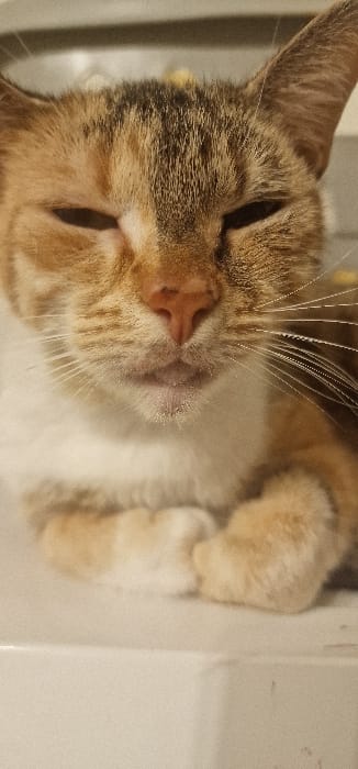 The image displays a close-up, vertical portrait of a domestic cat. The animal exhibits a dilute calico or tabby pattern with patches of light orange-brown, darker brown-grey stripes, and significant areas of white fur on its chest, chin, and muzzle. Its eyes are partially closed, suggesting a relaxed or sleepy state, with visible dark eyelids. The nose is a pinkish-brown, and numerous long white vibrissae (whiskers) extend outwards from either side of the muzzle. The ears, visible at the top, are upright and pointed, consistent with a cat's anatomy. The cat's front paws are tucked beneath its body, resting on a flat, light-colored surface, likely white or off-white, which occupies the lower third of the frame. The background above the cat's head is uniformly blurred and light-colored, indicating an indoor setting with indistinct features. The specific location in the city of Blaye, France, cannot be ascertained from the visual evidence contained within the image.