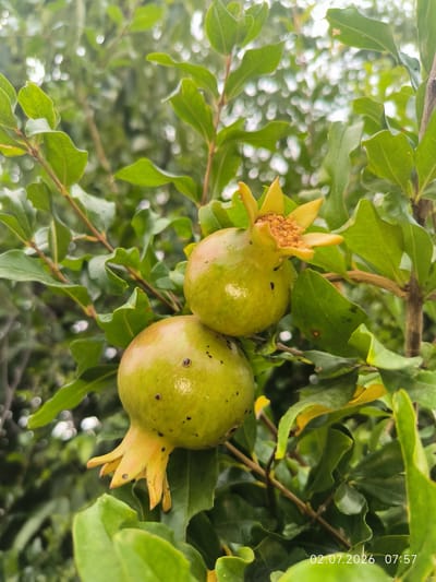 A close-up, vertical, eye-level shot captures two unripe pomegranates hanging from a branch amidst lush green foliage. The pomegranates are a pale green with yellow calyxes, and the upper one exhibits some brown specks. The background is a soft blur of green leaves and white bokeh lights, indicating a natural outdoor setting. A timestamp in the lower right corner reads "02.07.2026 07:57." The image does not contain any people or actions.