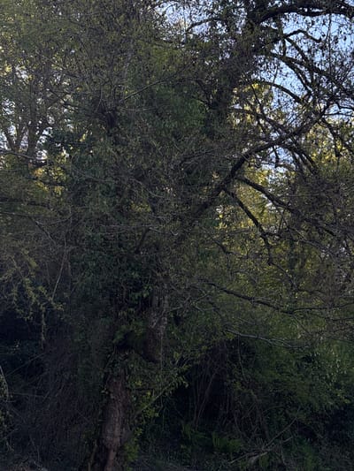 The image shows a dense forest with a view upwards through the tree canopy. Patches of blue sky are visible through the branches. A fallen log is seen partially covered in leaves and vegetation. The scene is heavily shaded. The location is unspecified.