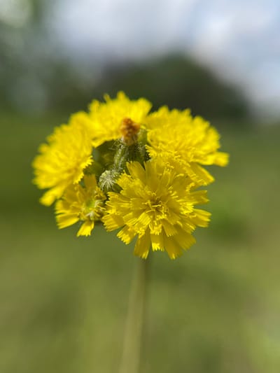 A close-up photograph shows a cluster of bright yellow flowers, possibly dandelions or a similar species, in full bloom. The flowers are arranged in a tight group, with their petals densely packed and radiating outwards. Some of the flowers are more focused than others, indicating a shallow depth of field. The background is blurred, with indistinct green and white shapes that suggest vegetation and possibly the sky. The image was taken in Popasne, Ukraine.