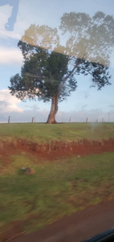 The image shows a landscape scene likely in Kisima ward, Kenya, including a tree, a fence, grass, a dirt path, and the sky. A tree dominates the left side of the frame. The fence runs along the border between the grassy area and the sky. A dirt path is on the right, near the edge of the grassy area.