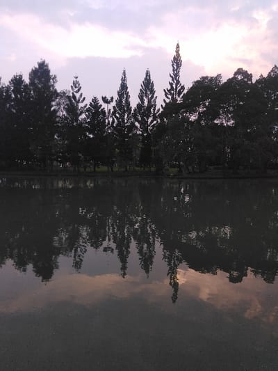 The image depicts a twilight scene at the artificial lake in Parque Metropolitano La Sabana, Ciudad de San José, Costa Rica. The upper half of the frame displays a pale sky transitioning from light violet to soft pink and white, with scattered, diffused cloud formations. A distinct horizon line is formed by a dense treeline, positioned centrally across the image. The trees, appearing as dark silhouettes against the sky, consist of various species, including multiple tall, slender conifer-like trees with prominent, pointed canopies, interspersed with broader, more rounded tree foliage. One particularly tall, spire-like conifer dominates the right side of the treeline. The lower half of the image is occupied by a calm body of water, dark gray in appearance, which provides a clear, slightly rippled reflection of the treeline and the colored sky above. No individuals, animals, or man-made structures are visible within the scene, emphasizing a natural landscape.