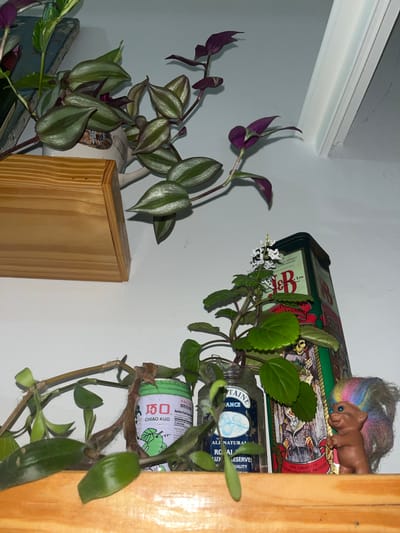 This media file captures an indoor still life arrangement, likely in a home setting within Vicente López, Argentina. The scene is dominated by two vibrant houseplants and various decorative items on shelves.
On the left, a plant with distinctive green and silver-striped leaves, characteristic of a Tradescantia zebrina, grows from an unseen pot, with several purple flowers visible among its foliage. This plant rests on a light-colored wooden box or small shelf.
On the right, another plant with small, green, slightly ruffled leaves and delicate white flowers sprouts from a clear glass jar. Below this, a green cylindrical container is visible, partially obscured by plant stems. Further right, a vertical wooden beam or shelf edge frames the scene.
In the background, a decorative green metal tin is prominently displayed. It features a large red "B" and festive illustrations that include skeletal figures and text related to "A Christmas Carol," specifically "THE GHOSTS OF CHRISTMAS PAST PRESENT." Some visible text on the tin also mentions "ICH WHISKY," "SCOTCH WHISKIES," and "ALL NATURAL RESERVES." Perched atop this tin is a playful figurine of a brown squirrel with bright blue eyes and a multi-colored, rainbow-like fluffy tail.
Other visible text includes "HACCP," "國際認證," "Nutrition Facts," and "Calories" on the green container, which also shows the brand "CHIAO KUO." The glass jar has text that partially reads "TAINE ANCE," "ROYAL QUALITY," and "RESERVES." The lighting appears to be artificial, casting soft shadows, suggesting an indoor environment without direct sunlight. The walls are a light, neutral color, and a white architectural trim is visible in the upper left corner.