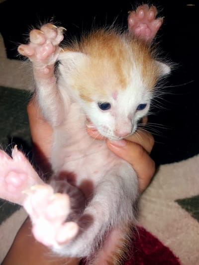 A human hand is holding a very young kitten. The kitten is white with ginger markings on its head. It has pink paw pads and visible claws. The kitten's eyes are open and dark. The background is out of focus, appearing to be a patterned surface. The image appears to be taken indoors. There is no information available to locate this scene in Labissa, Indonesia.
