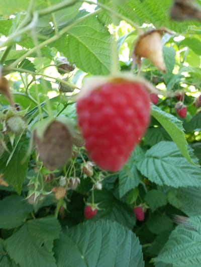 A close-up, ground-level outdoor shot captures a raspberry plant in Voznesenske, Ukraine, bathed in natural sunlight. The image focuses on a large, ripe raspberry in the foreground, rendered in soft focus with a vibrant red hue. Its textured surface is visible despite the blur. To the left and slightly behind, an unripe raspberry is also visible, appearing smaller and a lighter, purplish-green color. The plant's leaves, a rich green, form a backdrop, with some leaves in sharp focus and others blurred, creating a sense of depth. Other less defined raspberries and plant structures are scattered throughout the scene, some appearing green and underdeveloped, while others hint at ripeness. The overall impression is one of abundant, natural growth in an outdoor setting.