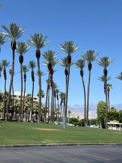 This image captures a vibrant, sunny outdoor scene in Palm Desert, United States of America. The frame is dominated by a long, dense row of tall palm trees with lush green fronds, reaching high into a clear, bright blue sky.
Beneath the canopy of palms lies a wide expanse of neatly manicured green lawn, suggesting a resort, golf course, or large park setting. Several sprinklers are actively watering the grass, with visible streams of water arcing across the lawn. To the right, a paved road or pathway runs alongside the grass, marking a clear boundary.
In the background, hazy, light-colored mountains are visible, reinforcing the desert climate. Scattered among the trees and further in the distance are several modern-looking buildings and a few parked white vehicles. The scene is illuminated by strong daylight, indicating a clear, sunny day. No people or visible text are present. The overall impression is one of a well-maintained, serene, and warm-weather landscape.