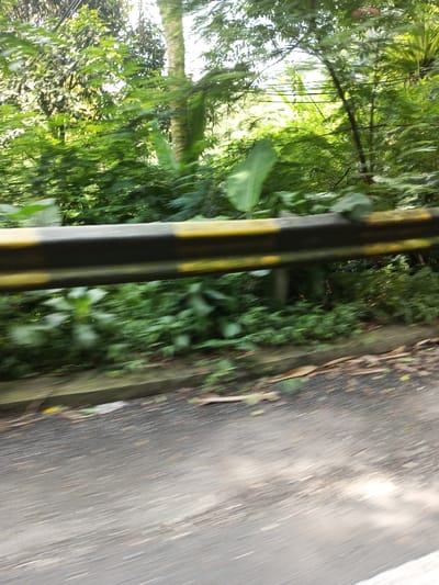 The image displays a roadside scene in Vieng Phouka, Laos, captured with significant motion blur, suggesting it was taken from a moving vehicle. A black and yellow striped metal guardrail horizontally bisects the image in the mid-foreground. Below the guardrail, a dark grey paved road surface is visible, showing motion blur and sparse debris like leaves. A concrete curb separates the road from a densely vegetated embankment. The background is dominated by lush, varied green foliage, including trees, bushes, and large-leafed plants, indicating a natural or overgrown environment. A light-colored tree trunk is visible vertically amidst the greenery in the upper left-midground. Faint lines, possibly utility cables, are discernible within the upper canopy. The scene is illuminated by daylight, with bright patches of sunlight filtering through the vegetation. No individuals or animals are present.
