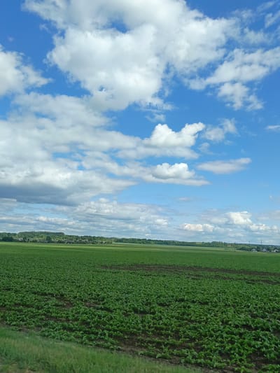 This image depicts an expansive agricultural landscape in Путрышкаўскі сельскі Савет, Belarus, under a bright, cloudy sky. The upper two-thirds of the frame are filled with a vibrant blue sky dotted by numerous white cumulus clouds of varying sizes and densities. The horizon line reveals a distant, undulating band of dark green deciduous trees, beneath which subtle shapes indicative of a small village or settlement are visible. To the right, extending towards the middle ground, multiple utility poles with overhead power lines are present. The lower third of the image is dominated by a large green field. In the immediate foreground, distinct rows of young, leafy green plants are visible, cultivated in dark brown soil. Further into the field, the vegetation appears as a uniform expanse of lush green. A narrow strip of green grass occupies the bottom edge of the frame, indicating the point of capture. No people or animals are present in the scene.
