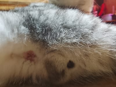 The image shows the hindquarters of a grey and white tabby cat. On the cat's rear, near the tail, is a small, circular, reddish, raw patch of skin. Adjacent to this area, closer to the tail, is the anus, visible as a dark, circular opening. The cat's fur is dense and appears to be well-groomed, aside from the irritation. The background is blurry and indistinct, but suggests an indoor setting. There is no evidence to confirm or deny the location of the subject in Высокиничи, Russia.
