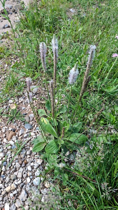 This is a close-up, high-angle, full shot of a patch of flowering plantain plants growing among grass and gravel. The plants have broad, green leaves and several long, slender flower spikes. Some of these spikes are fuzzy and white, possibly with developing seeds or fluff, while others are darker brown and more mature, with visible seed heads. The scene is set outdoors in what appears to be a natural or semi-natural environment, with a mix of soil, small stones, and various types of green vegetation. The lighting suggests it is daytime, with soft, natural light illuminating the scene. There are no people or animals visible, and the overall mood is peaceful and natural. The location is identified as Novoilinsky, Russia. No text is visible in the image.