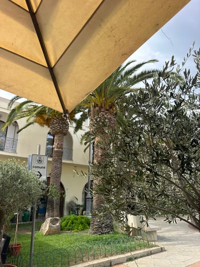 The image captures an outdoor scene in Crabonaxa/Villasimius, Italy, characterized by lush greenery and Mediterranean architecture. In the foreground, an olive tree with its distinctive silvery-green leaves partially obscures the view, its branches reaching towards the viewer. To the left, a palm tree stands tall, its trunk textured and its fronds casting shadows. A sign with the word "comune" and an arrow pointing to the right is visible near the palm tree. Behind the foliage, a building with light-colored walls and arched windows can be seen, suggesting a residential or commercial structure. The ground is covered in green grass, and a stone bench is partially visible on the right. The overall impression is one of a serene and sun-drenched environment, typical of a coastal Italian town. The scene is devoid of any people or animals.