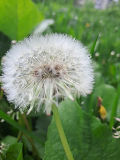 A dandelion gone to seed fills most of the frame, surrounded by green foliage. The dandelion is round, with a dense center of brown and gray, surrounded by white seed heads. The background is green, with blades of grass and broad leaves. The location is unknown, but is presumed to be in the city of Меткомелино, Russia. There are no people present in the image.