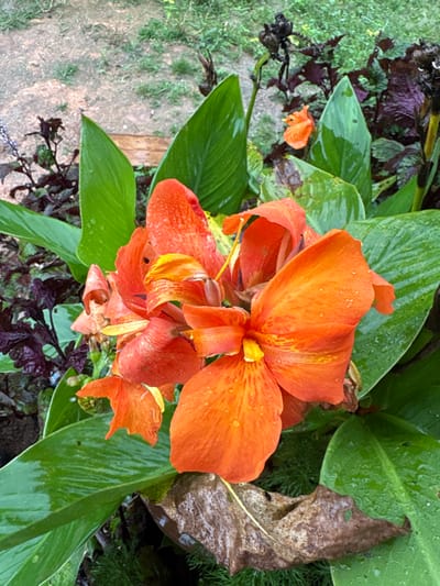 Central to the frame is a cluster of Canna flowers exhibiting an intense orange hue with discernible yellow-orange striations, located in the city of Ban Paem Bok, Thailand. Numerous spherical water droplets adhere to the flower petals and the surrounding large, ovate, dark green leaves, indicating recent precipitation. The immediate environment includes patches of damp, light brown soil visible in the upper left portion of the background, along with dark reddish-purple foliage and dried, dark brown vegetative debris. A prominent withered brown leaf is situated at the bottom center of the frame. No individuals, actions, or direct interactions are visible.