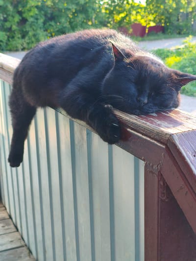 A black cat is sleeping on a wooden railing outdoors. The cat is curled up with its head resting on its paws, its eyes closed. Its fur appears to be catching the sunlight, creating a shimmering effect. The railing is weathered and has some peeling paint. Behind the railing, there is a light blue corrugated metal fence. In the background, there are green trees and a hint of a building. The scene is likely a residential area in the village of Munayka, Russia, given the natural light and the rustic outdoor setting.