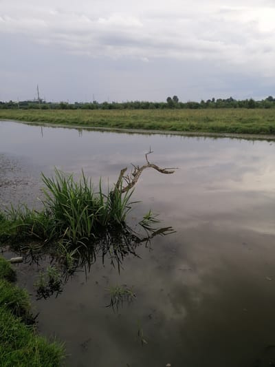 The image depicts a calm body of water with a grassy bank on the left and a flat, vegetated horizon in the distance. The water reflects the overcast sky and the surrounding vegetation. In the foreground, a cluster of tall green grass grows out of the murky water, along with a partially submerged, dead tree branch that extends out of the water. The water itself appears murky and shallow in places, with visible debris and sediment. The horizon shows a line of trees and some distant power lines and structures, suggesting an agricultural or semi-rural setting. The overall mood is subdued due to the cloudy weather. The image is a photograph of a natural landscape with some man-made elements visible in the distance. There are no people or animals present.