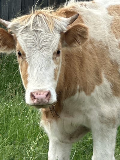 The image shows a close-up, high-angle shot of a cow lying down in a grassy field. The cow has a patchy coat of white and light brown fur. Its head is turned towards the camera, revealing its pink muzzle with dark spots, large dark eyes, and a furry white fringe around its face. One ear is visible, pointing upwards. The cow appears to be resting, with its body partially obscured by the frame. The background consists of lush green grass, suggesting an outdoor, rural setting. There are a few small white flowers scattered in the grass. To the left of the cow, a dark wooden fence or surface is partially visible. The lighting suggests it is daytime, possibly with bright sunlight, given the clear visibility and shadows. No text is visible in the image. The overall impression is peaceful and natural.