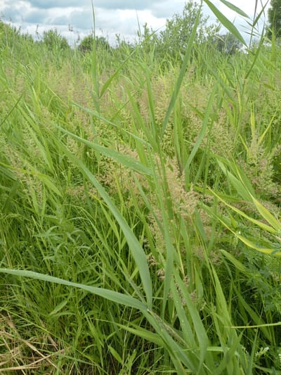 The image depicts a dense field of tall, green reeds and grasses under a cloudy sky. The vegetation is lush and appears to have recently experienced rainfall, as evidenced by water droplets on some of the leaves. In the background, there are trees and shrubs, suggesting a natural or semi-natural environment. The scene is entirely devoid of human presence or activity. The location is identified as Shadrinsk, Russia, implying this is a natural landscape within or near the city.