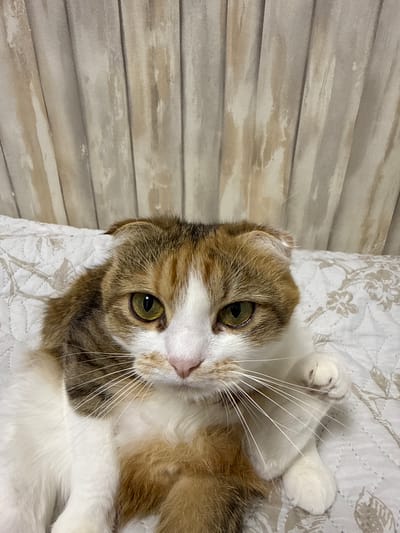 A calico cat with folded ears and green eyes is lying on a white patterned blanket in front of beige striped curtains. The cat is looking directly at the camera with its right paw raised slightly. The background appears to be indoors, possibly in a residential setting.