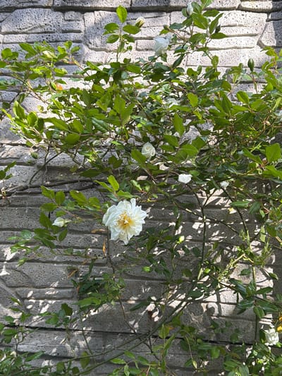 A white rose with many petals is the main subject, surrounded by green leaves and thin branches climbing along a grey, textured wall. The scene appears to be outdoors in daylight, with shadows cast on the wall by the foliage. The location is Saguramo, Georgia.