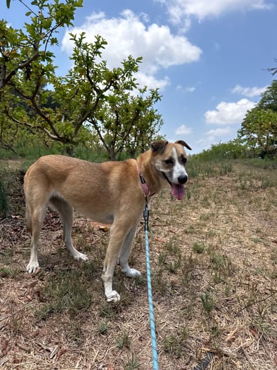 An outdoor shot captures a medium-sized dog with tan and white fur standing on a leash in what appears to be a park or natural area. The dog is facing slightly to the right, with its tongue hanging out and a pink collar around its neck. A blue leash is attached to the collar and extends out of frame to the left. The ground is covered with dry grass and fallen leaves. In the background, there are several trees with green foliage and a bright blue sky with scattered white clouds. The scene is set in a rural or semi-rural location, potentially Gderot Regional Council, Israel, given the dry vegetation and climate.