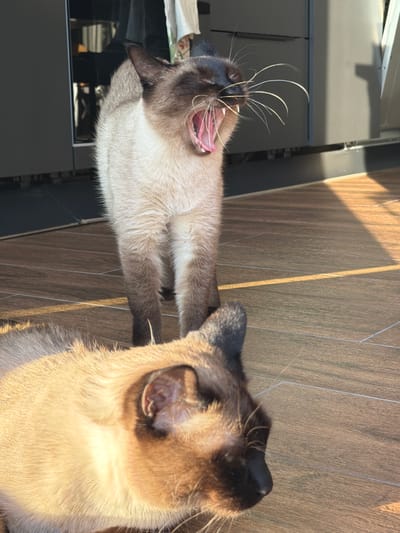 The image displays two Siamese cats in an indoor setting, likely on a floor. The photograph is vertically oriented, though the scene depicts animals on a horizontal surface.
The main subject is a Siamese cat caught mid-yawn, positioned centrally in the frame. Its mouth is wide open, revealing its tongue and some teeth, and its long, prominent white whiskers are fanned out. This cat has the characteristic cream-colored body with dark brown or black points on its face, ears, paws, and tail. Its fur appears soft and well-groomed.
In the foreground, on the right side, the head and part of the body of a second Siamese cat are visible, looking upwards and to the left, possibly at the yawning cat or something above it. This cat also exhibits the distinctive Siamese coloration and is illuminated by bright light.
The setting appears to be a room with a light-to-medium brown wooden floor, featuring visible grain and thin, light-colored grout lines. Strong, warm natural sunlight streams into the scene, casting distinct patterns of light and shadow across the floor and highlighting the cats' fur. In the out-of-focus background, dark, possibly black or charcoal grey, furniture or cabinetry structures can be seen, suggesting a modern interior. The overall impression is one of a relaxed, sunlit moment. There is no visible text in the image. The location context is Лемболово-парк Днп, Russia.