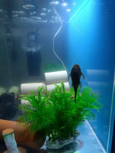 The image shows a close-up, slightly blurry view of a freshwater aquarium. A dark-colored plecostomus fish is swimming upwards in the center of the frame, facing away from the camera. The fish has a long, tapering tail and pectoral fins. In the foreground, a bright green, artificial plant is positioned in front of a terracotta pipe ornament. In the background, several white cylindrical objects, possibly toilet paper rolls or a filter media housing, are visible. The aquarium water is illuminated with a bright blue light, and small bubbles are rising to the surface. There are also some faint reflections on the glass. The image does not contain any information that would allow for its location to be determined within the city of Khujand, Tajikistan.