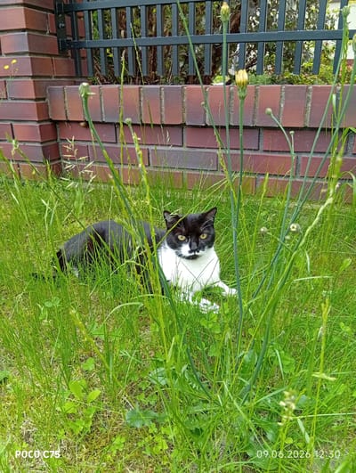 In Wilczyce, Poland, a black and white cat with yellow eyes is lying in tall green grass in front of a brick wall and a black metal fence. The cat is mostly black with white markings on its chest, face, and paws. The grass is dense and obscures much of the cat's body. Behind the grass, a brick wall with horizontal black metal bars running along the top is visible. Beyond the fence, greenery and trees can be seen. The ground is covered in grass and some small plants. The scene appears to be outdoors, possibly in a backyard or garden. The timestamp "09.06.2026 12:30" is visible in the bottom right corner of the image, indicating the date and time the photo was taken. The text "POCO C75" is visible in the bottom left corner.