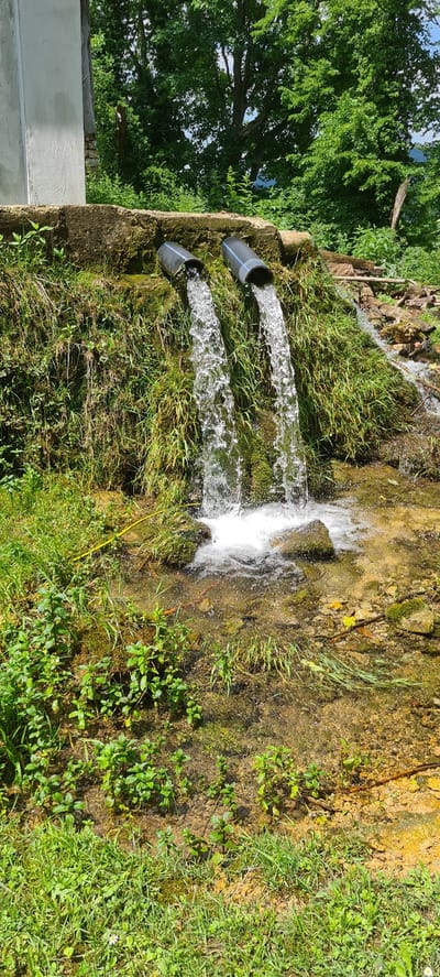 This image captures an outdoor scene depicting a dual water source in Ribaritsa, Bulgaria. Two dark grey/black plastic pipes (possibly PVC) with distinct blue stripes, each approximately 10-15 cm in diameter, emerge from a moss-covered, rough-hewn stone or concrete structure. Clear, vigorous streams of water cascade from both pipes, generating white foam and spray upon impact with the shallow streambed below.

The structure and surrounding banks are densely populated with vibrant green vegetation, including various grasses, mosses, and small-leafed herbaceous plants, indicating a lush, moist environment. In the upper left, a partial view of a light-colored, possibly rendered building wall is visible. The background is dominated by dense, mature green deciduous trees, with glimpses of a bright blue sky.

The shallow streambed is clear, revealing light-colored stones, gravel, and areas of yellowish-brown mineral deposits. Small clusters of mint-like plants grow along the water's edge, and a single white daisy is present in the foreground grass on the lower left. Wooden debris and rough terrain are visible on the right bank, further upstream. The entire scene is brightly illuminated by natural daylight. No people or animals are present.